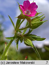 Geranium dissectum