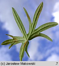 Geranium dissectum