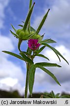 Geranium dissectum