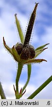 Geranium dissectum