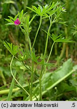 Geranium dissectum