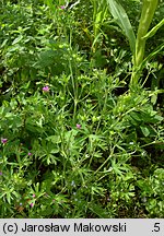 Geranium dissectum