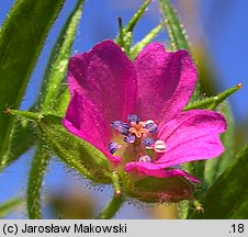 Geranium dissectum