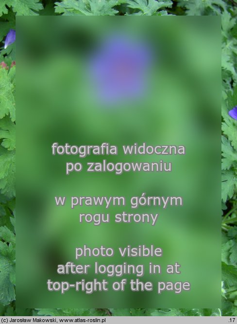 Geranium ibericum (bodziszek iberyjski)
