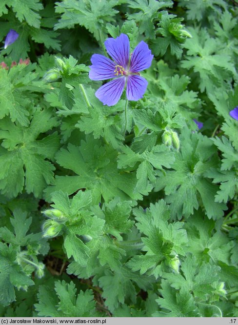 Geranium ibericum (bodziszek iberyjski)