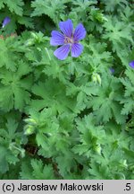 Geranium ibericum (bodziszek iberyjski)