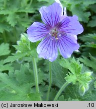 Geranium ibericum (bodziszek iberyjski)