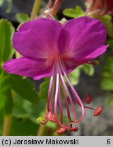 Geranium macrorrhizum (bodziszek korzeniasty)