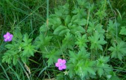 Geranium palustre