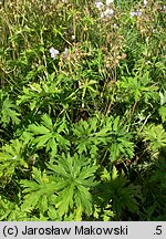 Geranium pratense (bodziszek łąkowy)