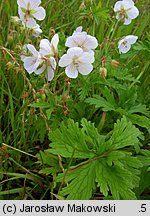 Geranium pratense (bodziszek łąkowy)