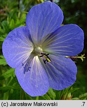 Geranium pratense (bodziszek łąkowy)