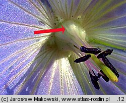 Geranium pratense (bodziszek łąkowy)