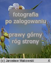 Geranium pratense (bodziszek łąkowy)