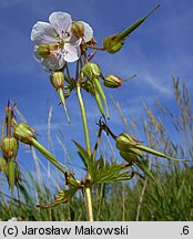 Geranium pratense (bodziszek łąkowy)