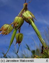 Geranium pratense (bodziszek łąkowy)