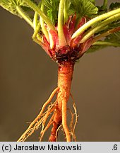 Geranium pyrenaicum