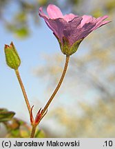 Geranium pyrenaicum