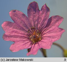 Geranium pyrenaicum