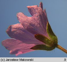 Geranium pyrenaicum