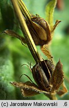 Geranium pyrenaicum