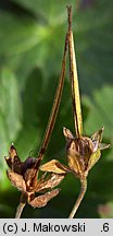 Geranium pyrenaicum