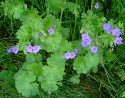 Geranium pyrenaicum