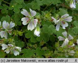 Geranium renardii (bodziszek Renarda)