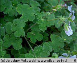 Geranium renardii (bodziszek Renarda)