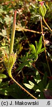 Geranium sanguineum