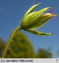 Geranium sanguineum