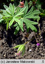 Geranium sanguineum