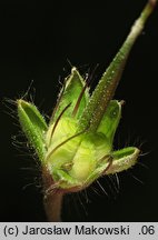 Geranium phaeum (bodziszek żałobny)