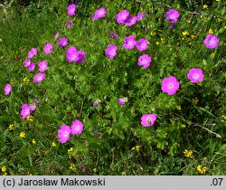 Geranium sanguineum (bodziszek czerwony)