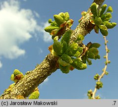 Ginkgo biloba (miłorząb dwuklapowy)