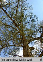 Ginkgo biloba (miłorząb dwuklapowy)