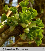 Ginkgo biloba (miłorząb dwuklapowy)