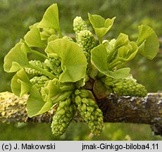 Ginkgo biloba