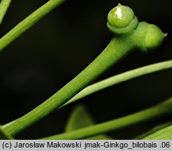 Ginkgo biloba (miłorząb dwuklapowy)