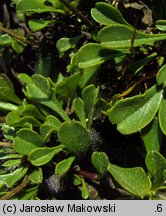 Globularia cordifolia (kulnik sercolistny)