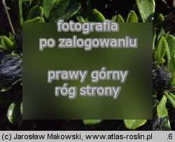 Globularia cordifolia (kulnik sercolistny)