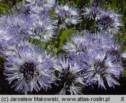 Globularia cordifolia (kulnik sercolistny)