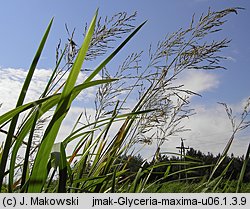 Glyceria maxima