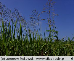 Glyceria maxima