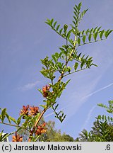 Glycyrrhiza echinata (lukrecja najeżona)