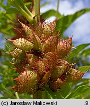 Glycyrrhiza echinata (lukrecja najeżona)