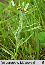 Gnaphalium uliginosum (szarota błotna)