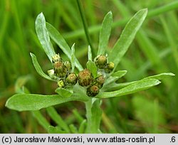 Gnaphalium uliginosum (szarota błotna)