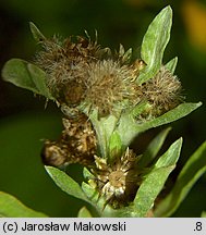 Gnaphalium uliginosum (szarota błotna)