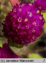 Gomphrena globosa (gomfrena kulista)